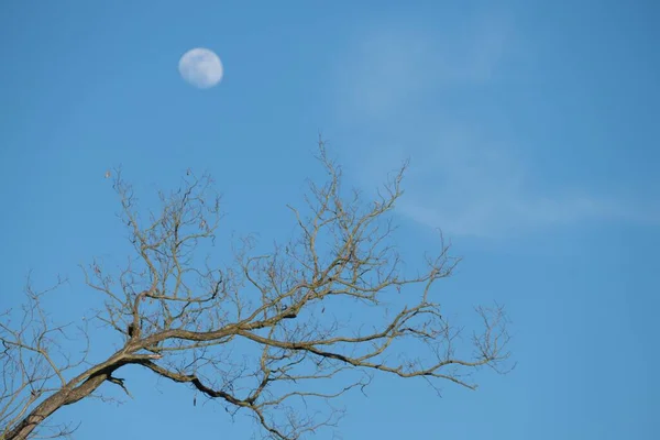 Astsilhouette Mit Blassem Mond Und Blauem Himmel — Stockfoto