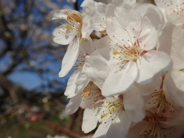 春には美しい白い桜が咲き — ストック写真