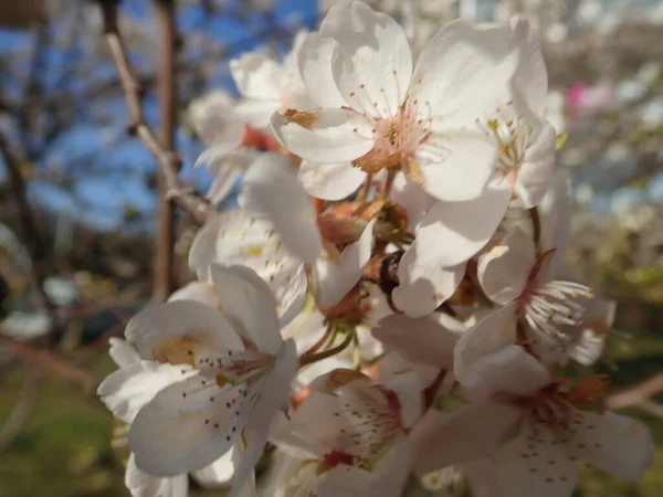 春には美しい白い桜が咲き — ストック写真