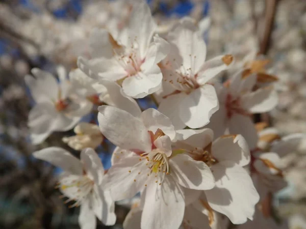 Красивая Белая Цветущая Вишня Весной — стоковое фото