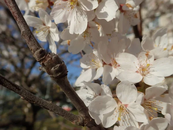 春には美しい白い桜が咲き — ストック写真