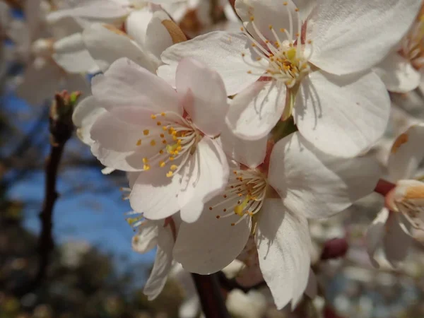 春には美しい白い桜が咲き — ストック写真