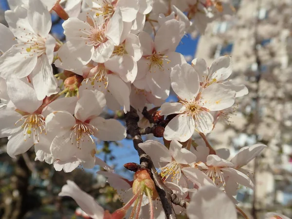 春には美しい白い桜が咲き — ストック写真
