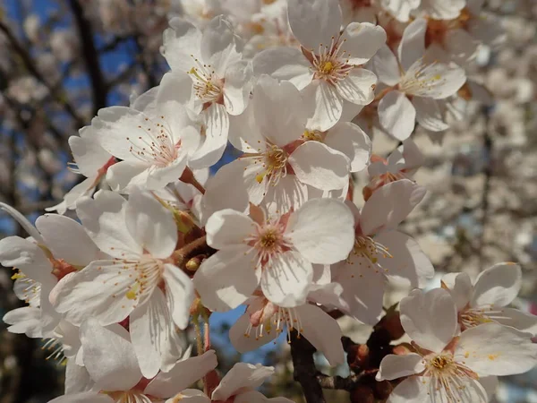 Красивая Белая Цветущая Вишня Весной — стоковое фото