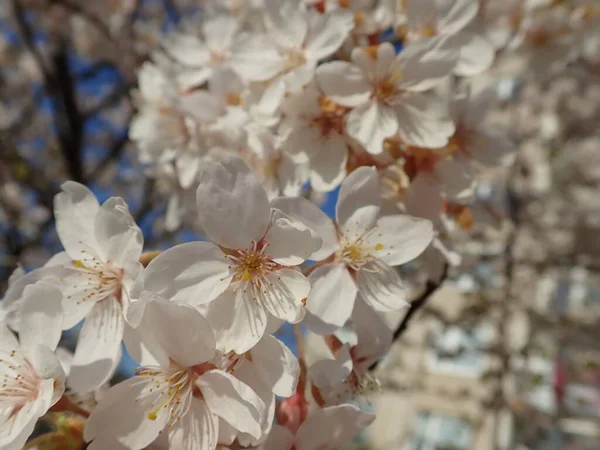 春には美しい白い桜が咲き — ストック写真