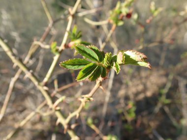 Baharda yeşil bir ağaç dalının yakın bir detayı