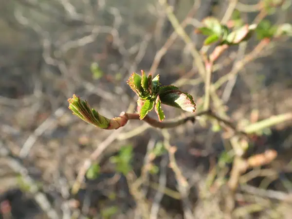 Ein Genaues Detail Eines Grünen Astes Frühling — Stockfoto