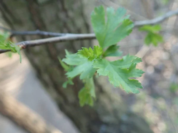春になると緑の木の枝が — ストック写真