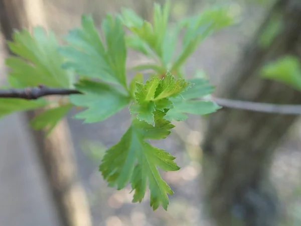 Detalle Cercano Una Rama Árbol Verde Primavera — Foto de Stock