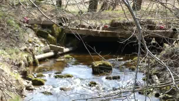 Creel Καθαρό Νερό Στο Δάσος Του Φυσικού Πάρκου — Αρχείο Βίντεο