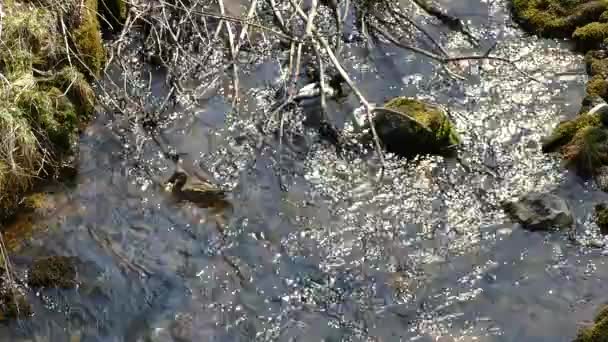 Creel Avec Eau Pure Dans Forêt Parc Naturel — Video