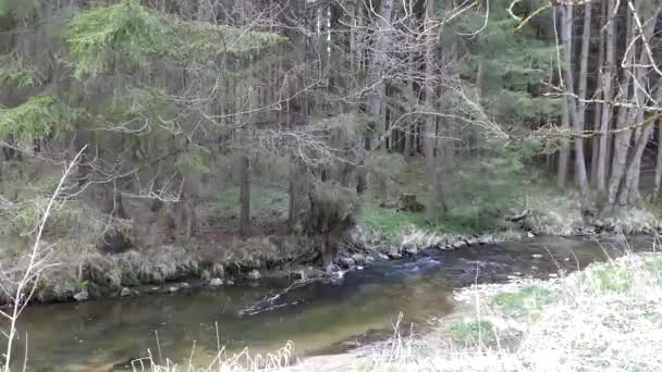 Creel Con Agua Pura Bosque Del Parque Natural — Vídeos de Stock