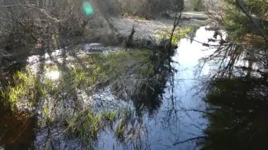 Creel, doğal park ormanında saf suyla birlikte.