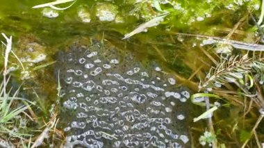 Creel, doğal park ormanında saf suyla birlikte.