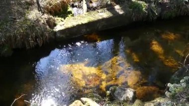 Czech sumava dağlarındaki tarihi Schwarzenberg kanalı, su taşımacılığı için odun taşımaktadır.