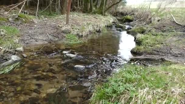 Кристалл Чистой Водой Лесу Природного Парка — стоковое видео