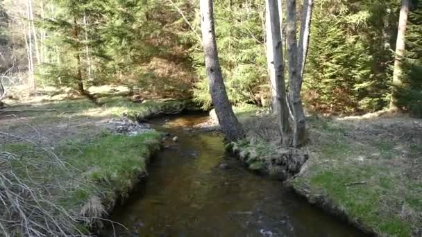 在自然公园的森林里 有纯净水的乳酪 — 图库视频影像