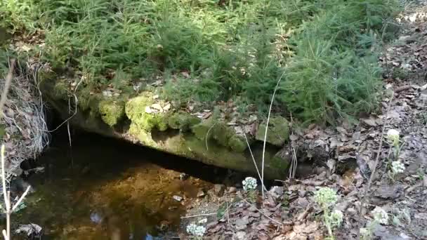 Creel Con Agua Pura Bosque Del Parque Natural — Vídeo de stock