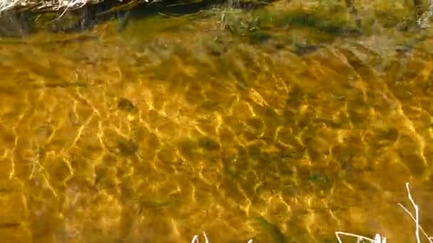 Creel Doğal Park Ormanında Saf Suyla Birlikte — Stok video
