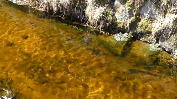 自然公園の森の中の清らかな水で — ストック動画