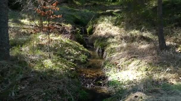 Creel Med Rent Vatten Skogen Naturparken — Stockvideo