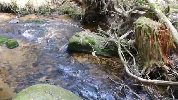 Bach Mit Reinem Wasser Wald Des Naturparks — Stockvideo