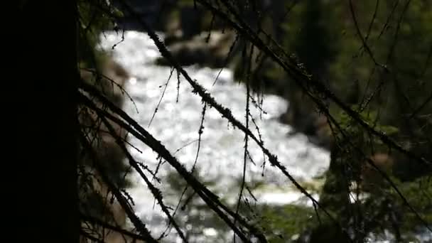 在自然公园的森林里 有纯净水的乳酪 — 图库视频影像