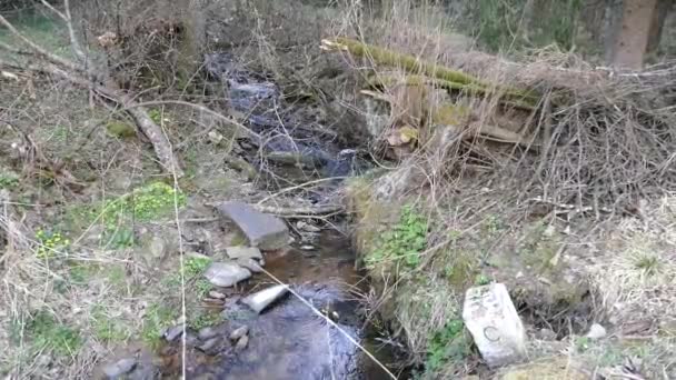 creel avec de l'eau pure dans la forêt du parc naturel 