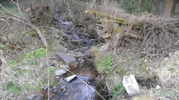 Creel Met Zuiver Water Het Bos Van Natuurpark — Stockvideo