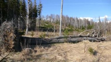 Güney Bohemya 'daki Sumava Parkı' nda doğal manzara