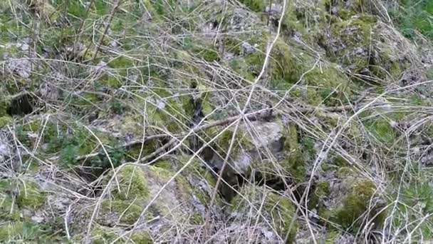 écosystème forestier naturel d'Europe centrale 