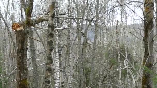 écosystème forestier naturel d'Europe centrale 