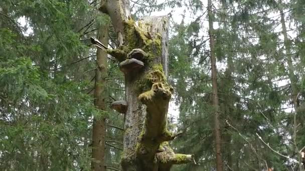 écosystème forestier naturel d'Europe centrale 