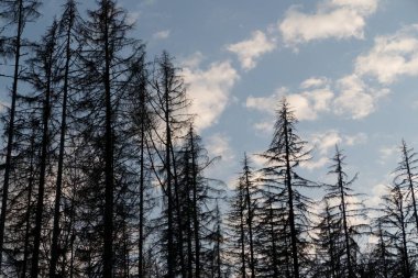 Czech doğal parkındaki vahşi orman sumava