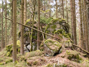 Czech doğal parkındaki vahşi orman sumava