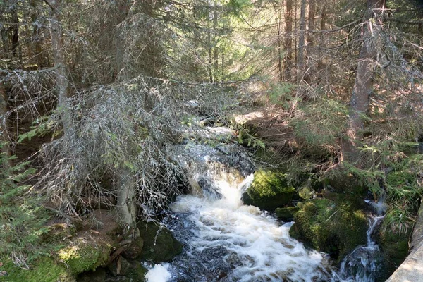 Красивый Ручей Холодной Чистой Воды Лесу — стоковое фото