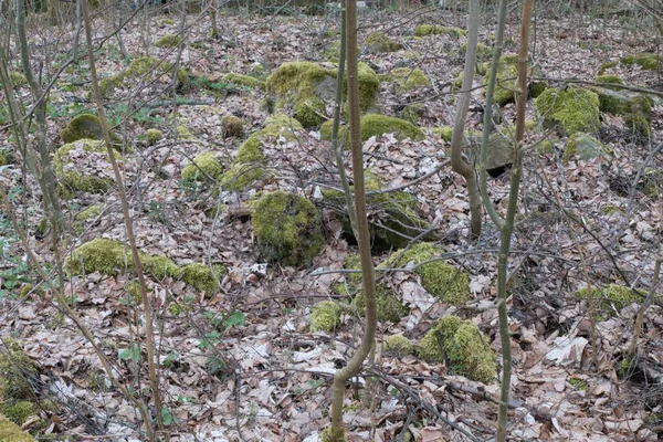 Forêt Sauvage Dans Parc Naturel Tchèque Sumava — Photo