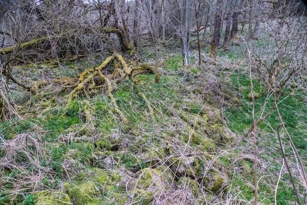 Vad Erdő Cseh Természeti Parkban Sumava — Stock Fotó