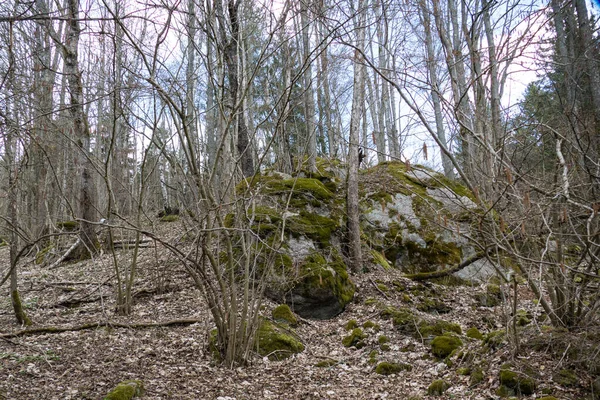 Άγριο Δάσος Στην Τσεχική Φυσικό Πάρκο Sumava — Φωτογραφία Αρχείου