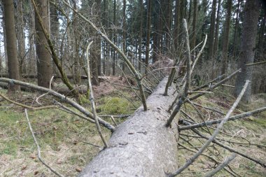 Czech doğal parkındaki vahşi orman sumava