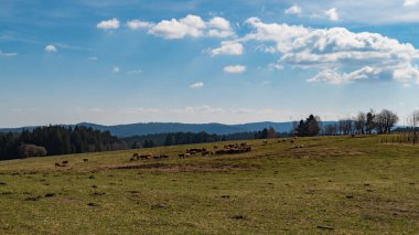 Güney Bohemya 'daki doğal park sumavasında güzel bir çeçen manzarası.
