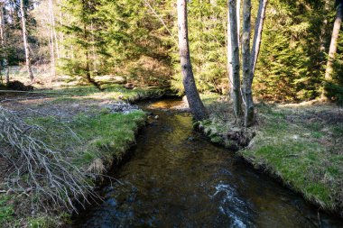 Ormandaki güzel, soğuk, saf su akıntısı