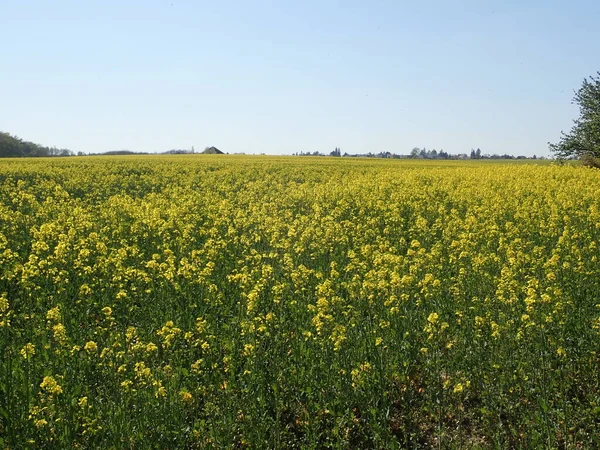 Agricultura Campo Amarelo Plantado Para Indústria Petróleo — Fotografia de Stock