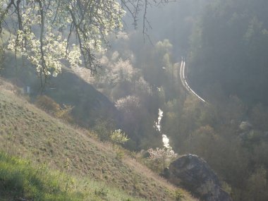 bahar güzel beyaz çiçek açan kiraz ağacı bahçesi