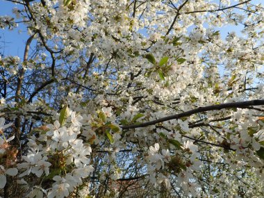 bahar güzel beyaz çiçek açan kiraz ağacı bahçesi