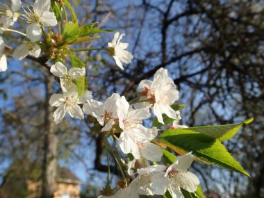 bahar güzel beyaz çiçek açan kiraz ağacı bahçesi