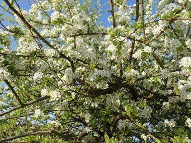 bahar güzel beyaz çiçek açan kiraz ağacı bahçesi