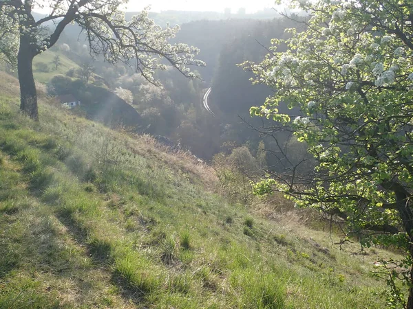 Bellissimo Sentiero Nascosto Nel Verde Del Bosco Primavera — Foto Stock