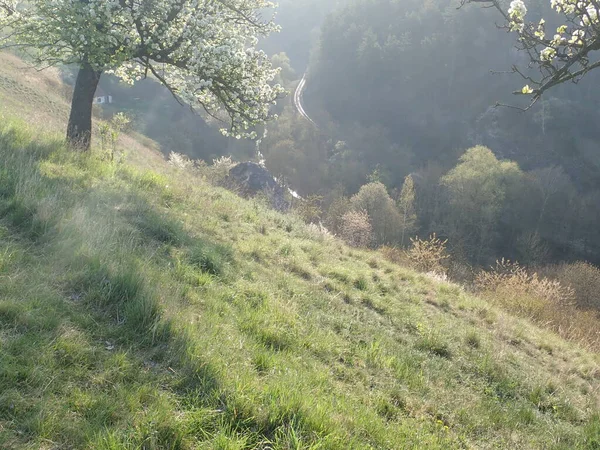 Frühling Schön Weiß Blühende Kirschbaumgarten — Stockfoto