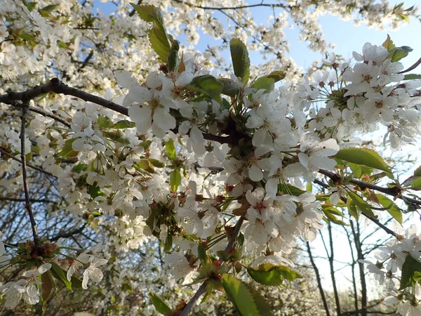 春の美しい白い開花桜の庭 — ストック写真